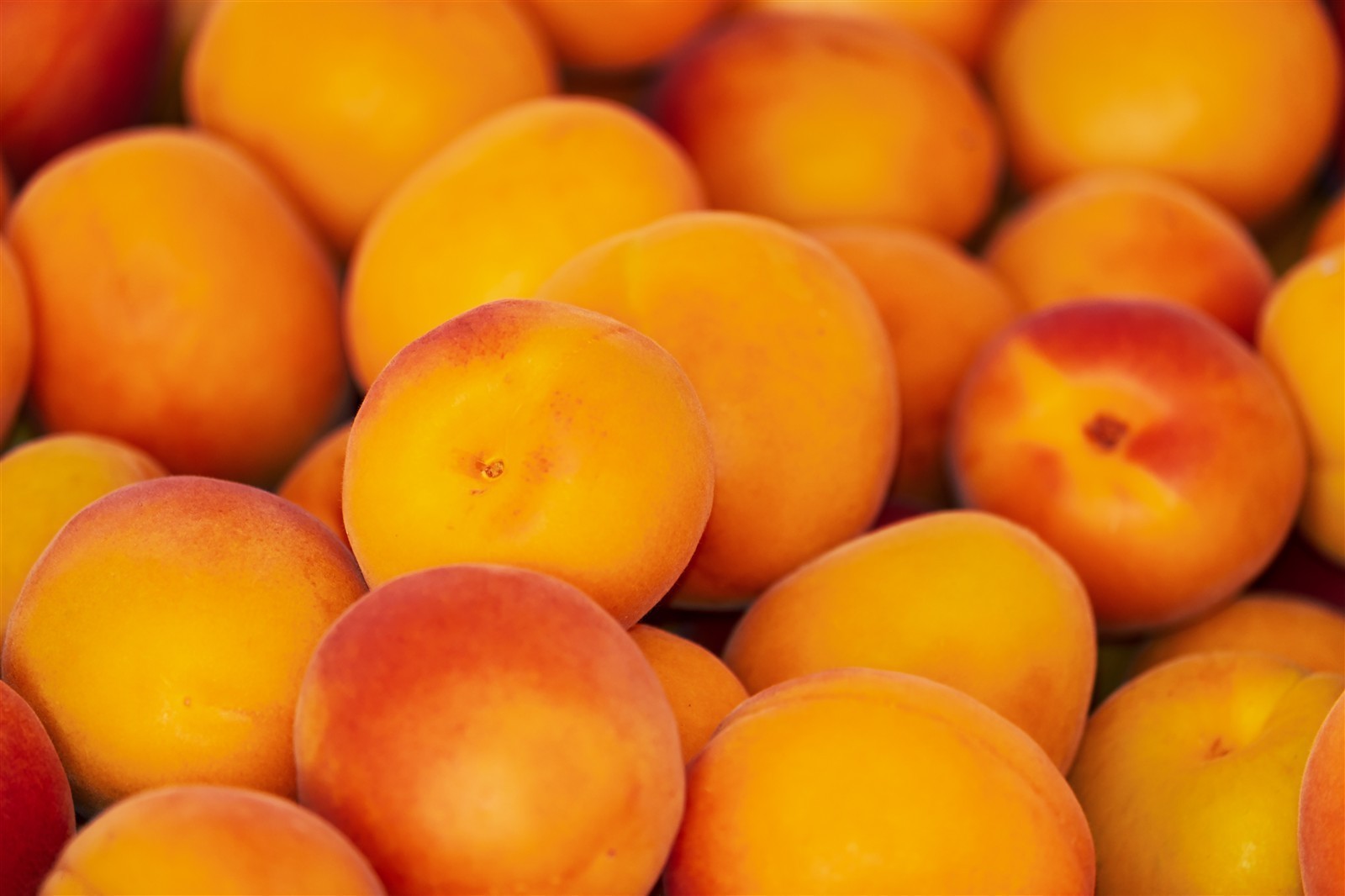 Ponthier APRIKOSEN PÜREE Marillen-Frucht-Mark-Püree Aprikosenmark 1KG