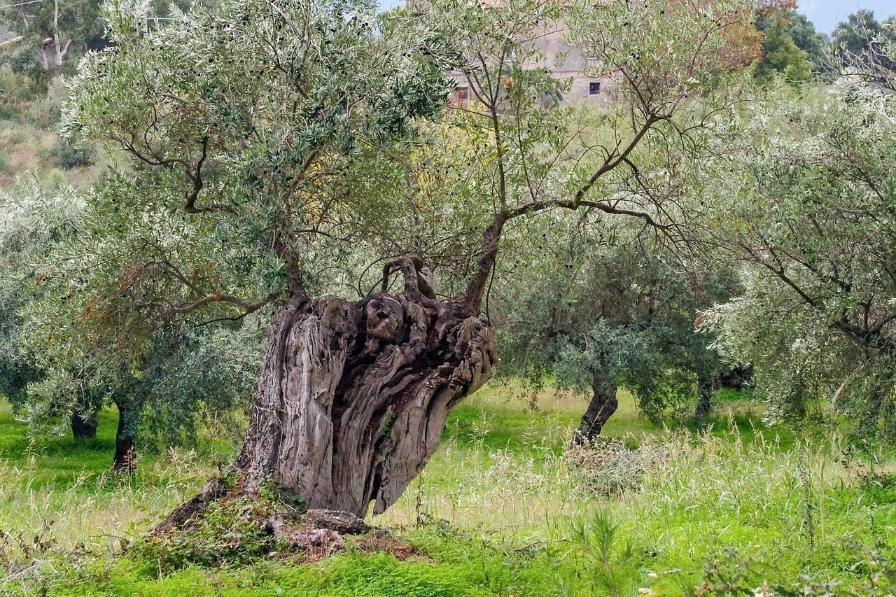 Theoni Kalamata P.D.O. Natives Olivenöl extra 5x 3l Kanister