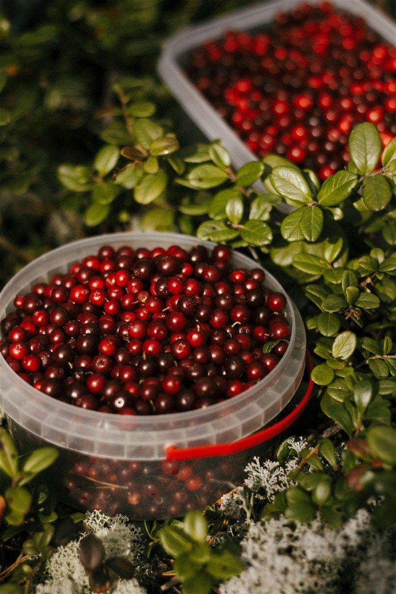 Ponthier CRANBERRY PÜREE Moos-Beeren-Frucht-Püree Cranberrymark 6x 1KG