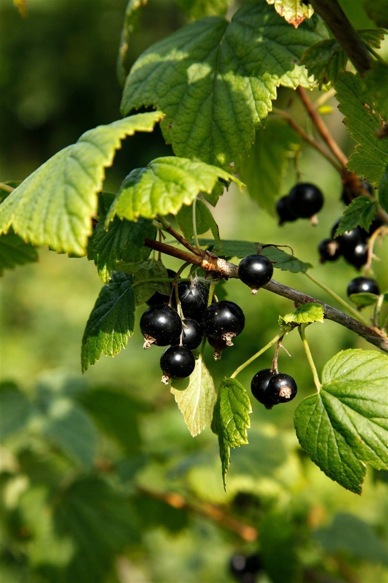 Ponthier SCHWARZE JOHANNISBEERE PÜREE Frucht-Püree Cassispüree 6x 1KG