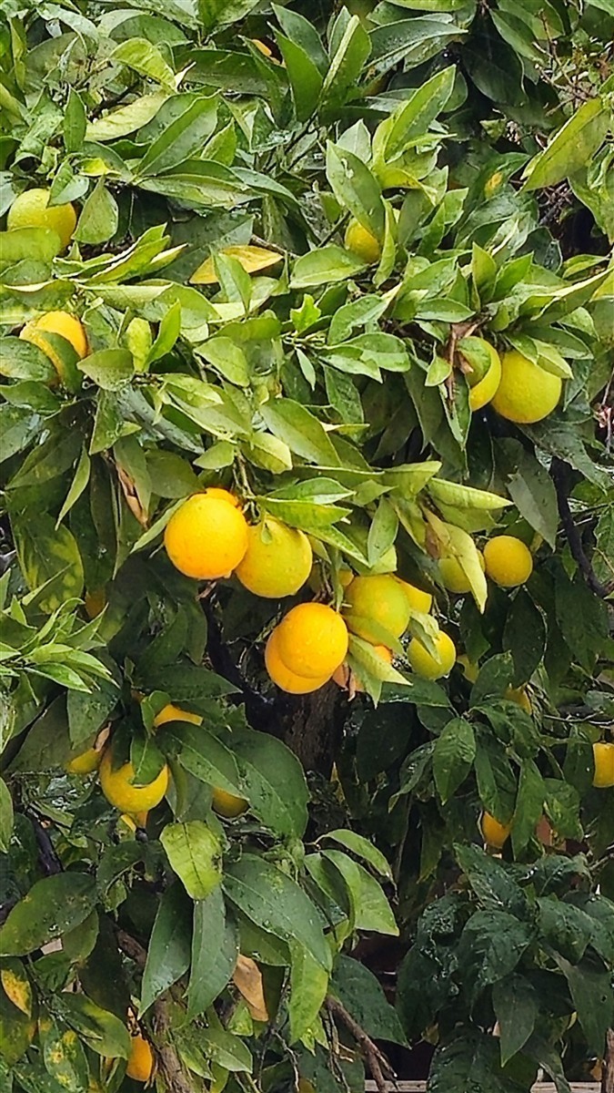 Ponthier YUZU PÜREE Japanische-Zitrus-Frucht-Püree Yuzumark 6x 1kg