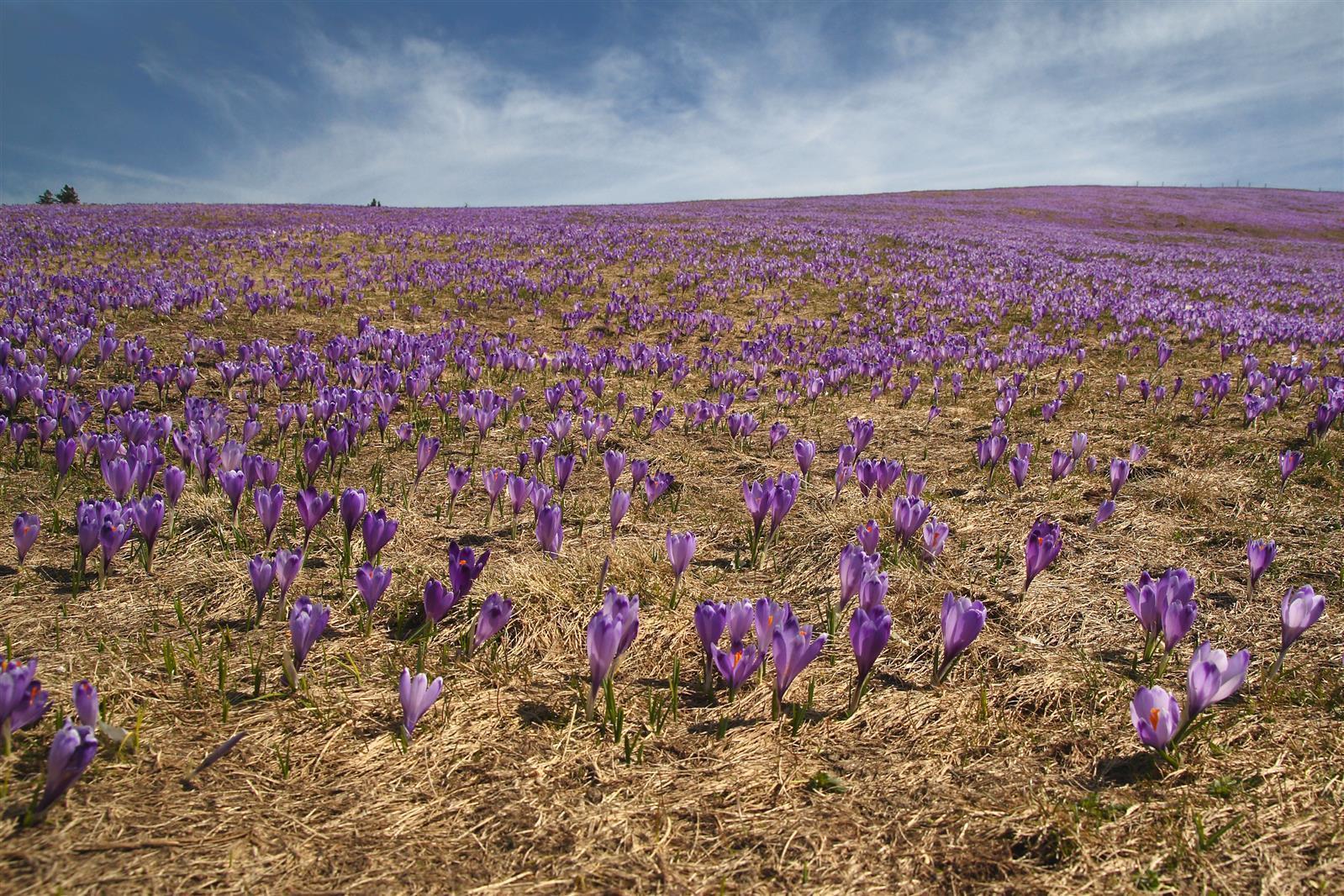 Hymor Afghanischer Safran 5g Safranfäden in Premium Qualität Super Negin Saffron