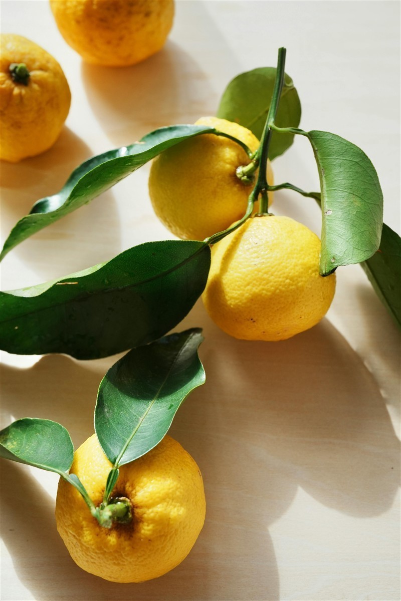 Ponthier YUZU PÜREE Japanische-Zitrus-Frucht-Püree Yuzumark 6x 1kg