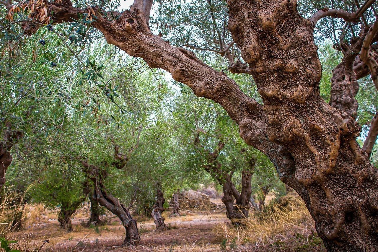 Theoni Kalamata P.D.O. Natives Olivenöl extra 5x 3l Kanister