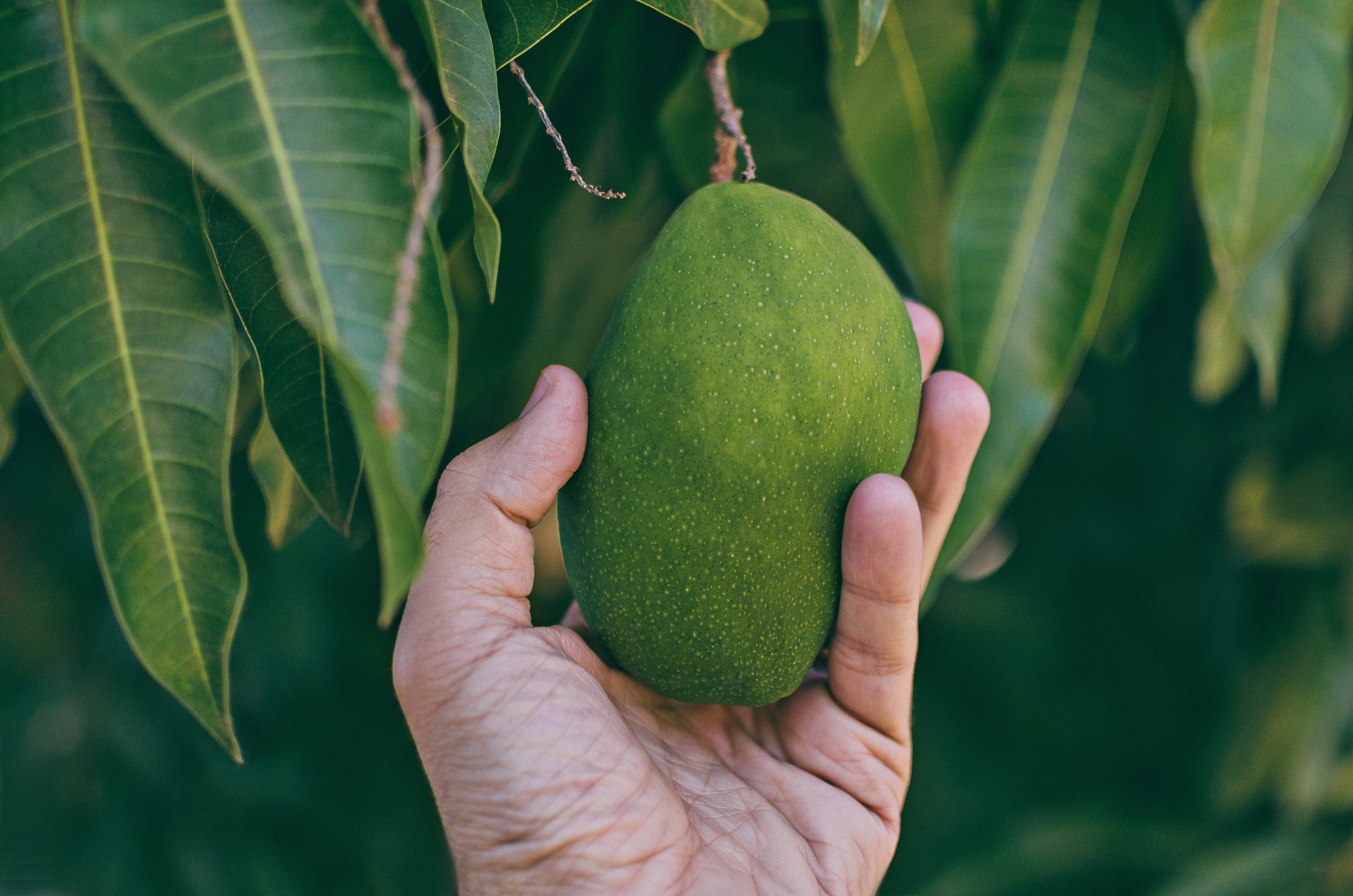 Ponthier MANGO PÜREE Exotische-Früchte-Püree Mangomark 6x 1KG