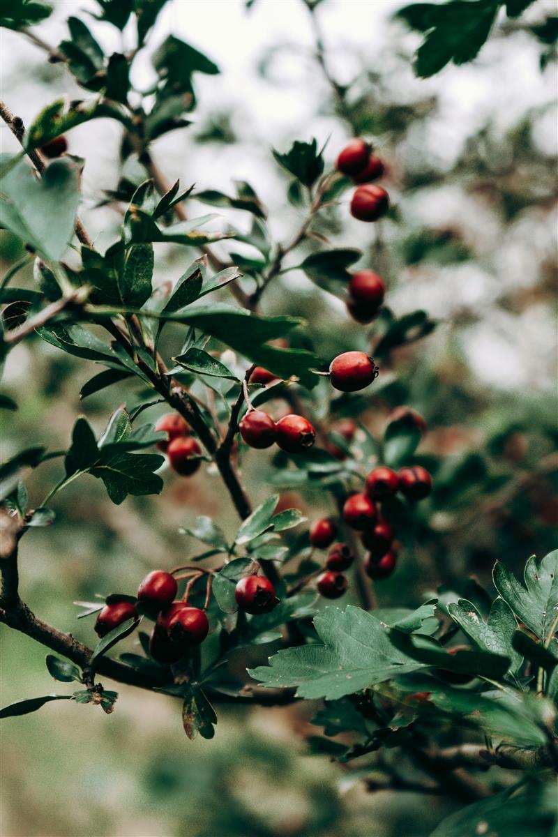 Hymor Berberitze getrocknet 1kg Trockenfrucht ohne Zusätze Berberitzen Sauerdorn
