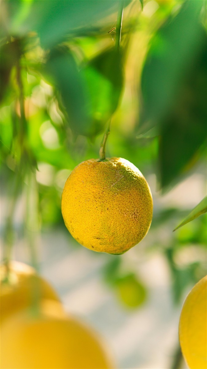 Ponthier YUZU PÜREE Japanische-Zitrus-Frucht-Püree Yuzumark 6x 1kg