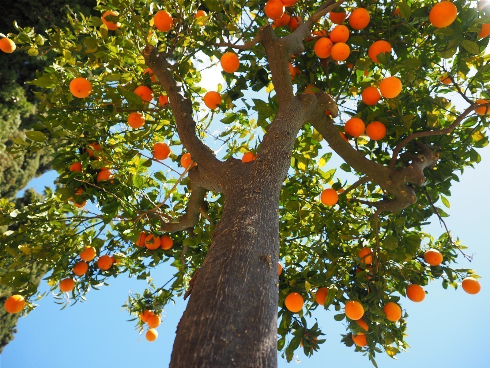 Ponthier ORANGE-VALENCIA PÜREE Zitrus-Frucht-Püree Orangenmark 6x 1KG
