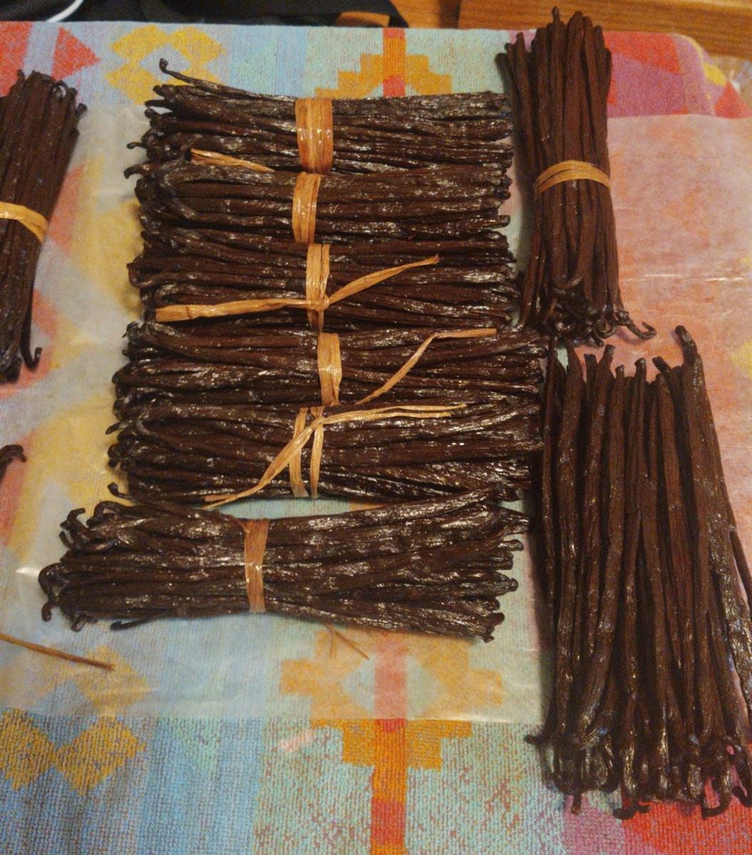 Hymor Bourbon Gourmet 10g Vanilleschoten Madagaskar 16-18cm Schote neue Ernte