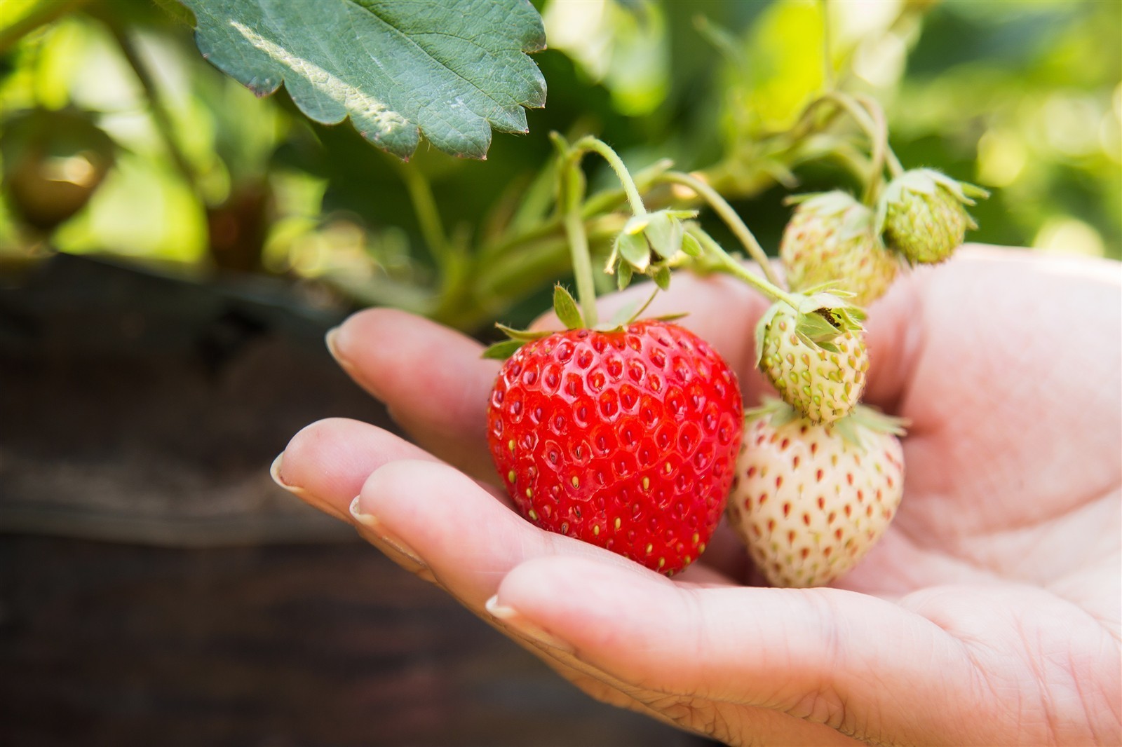 Ponthier ERDBEEREN PÜREE Camarossa-Mara-des-Bois-Beeren Erdbeermark 6x 1KG