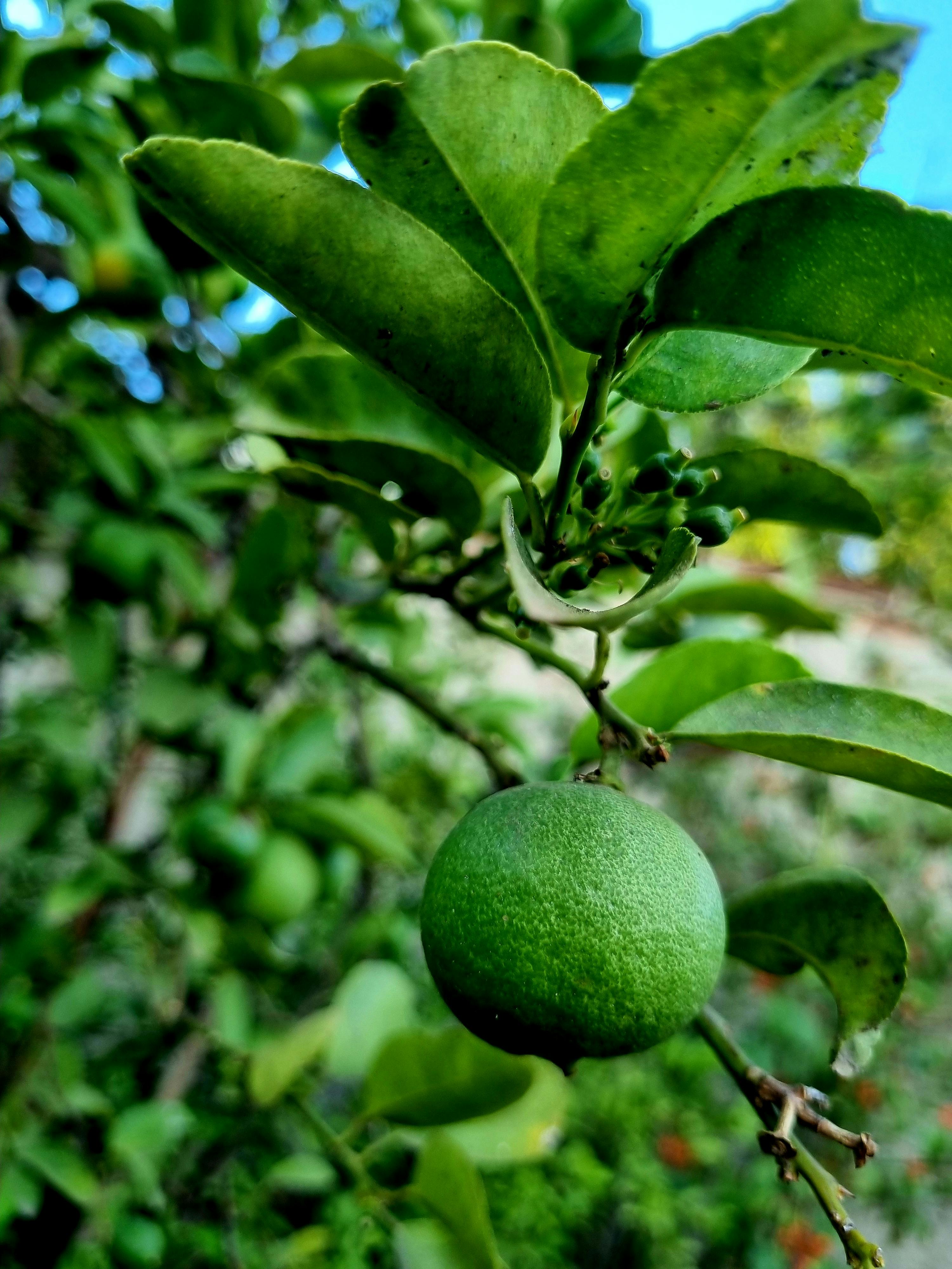 Ponthier KALAMANSI PÜREE Zitrus-Frucht-Püree Kalamansimark 1KG