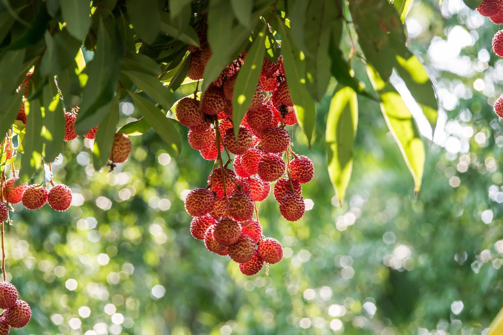 Leonce Blanc Litschi-Püree 8x 1kg exotisches Lychee Frucht-Püree 