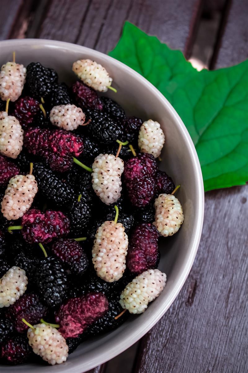Leonce Blanc Brombeeren Fruchtpüree 16x 1kg Brombeer Frucht-Püree 16er