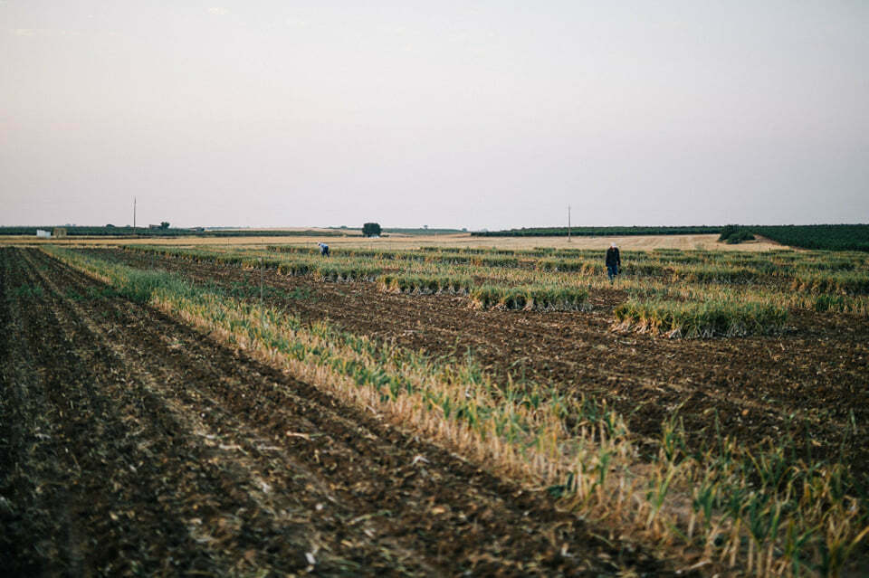 Hymor frischer Knoblauch gewürfelt 6x 1kg Spanien